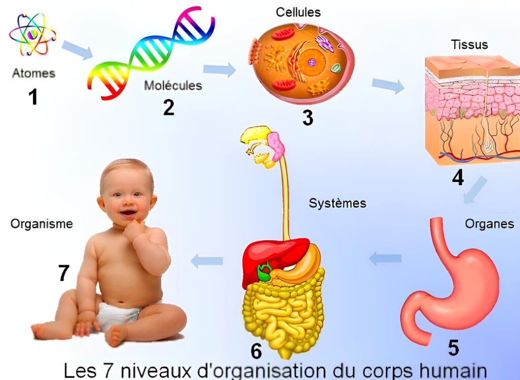 nrgy up 7 niveaux d'organisation du corps humain