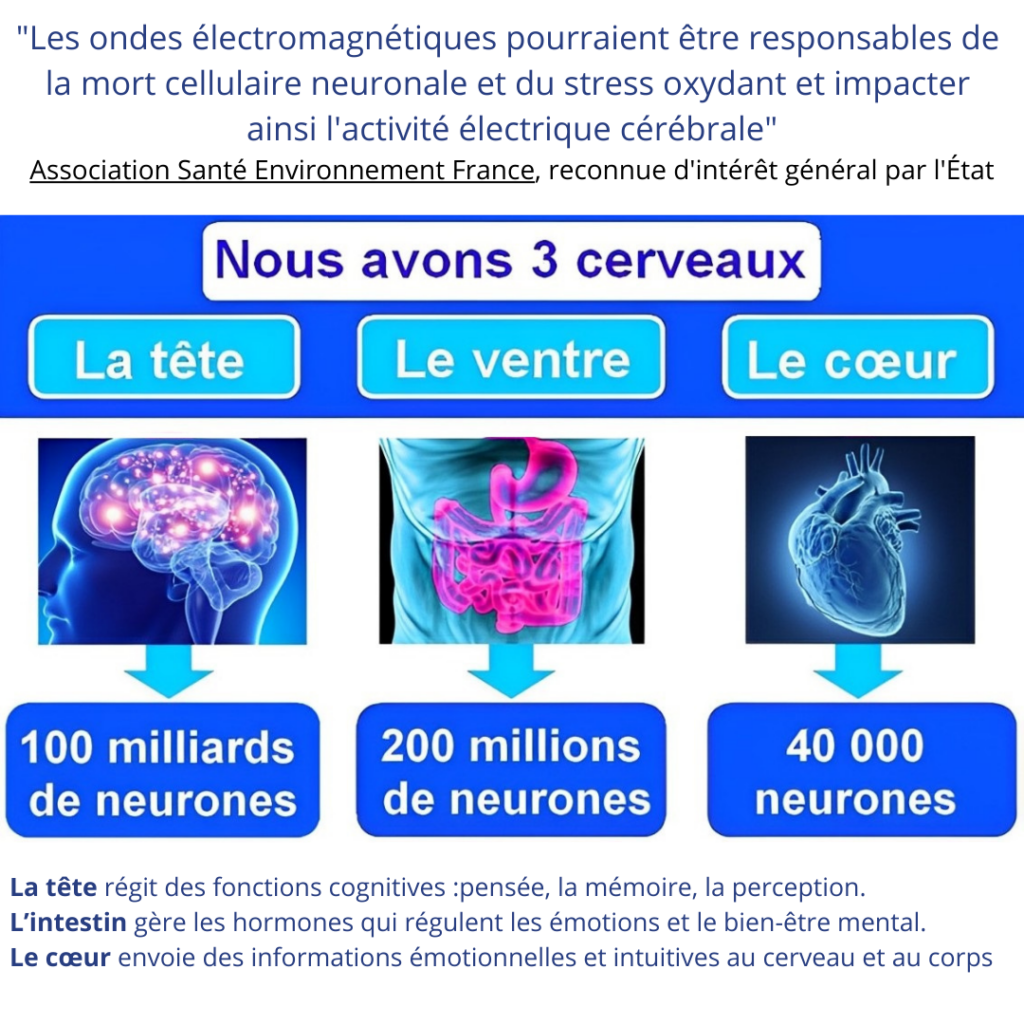 neurones et 3 cerveaux nrgyup